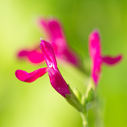 Salvia Hotlips is met zijn tweekleurige bloem een van de meest kenmerkende salvia's, maar hij kan ooktijdelijk alleen witte, of helemaal rode bloemen vormen.